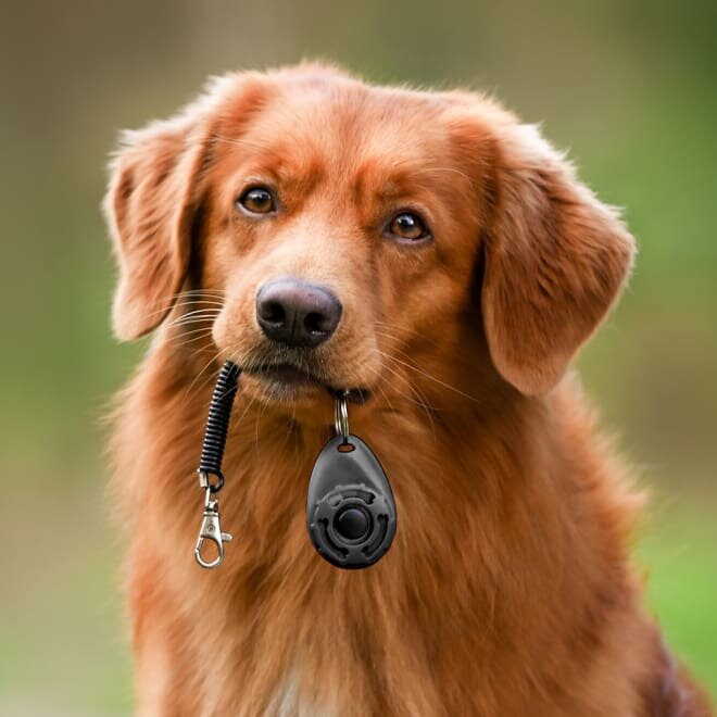 nooBark image